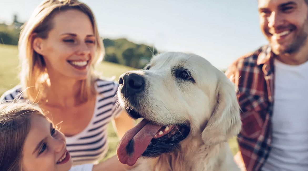 Les Français & Le chien